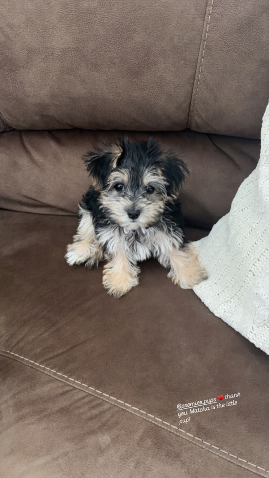Sweet Morkie Pup in