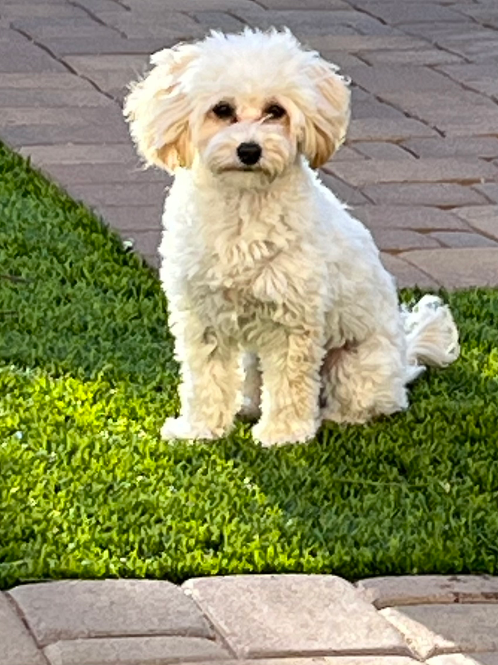 Hypoallergenic Havanese Poodle Mix Puppy
