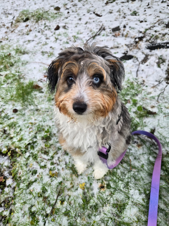 Mini Aussiedoodle