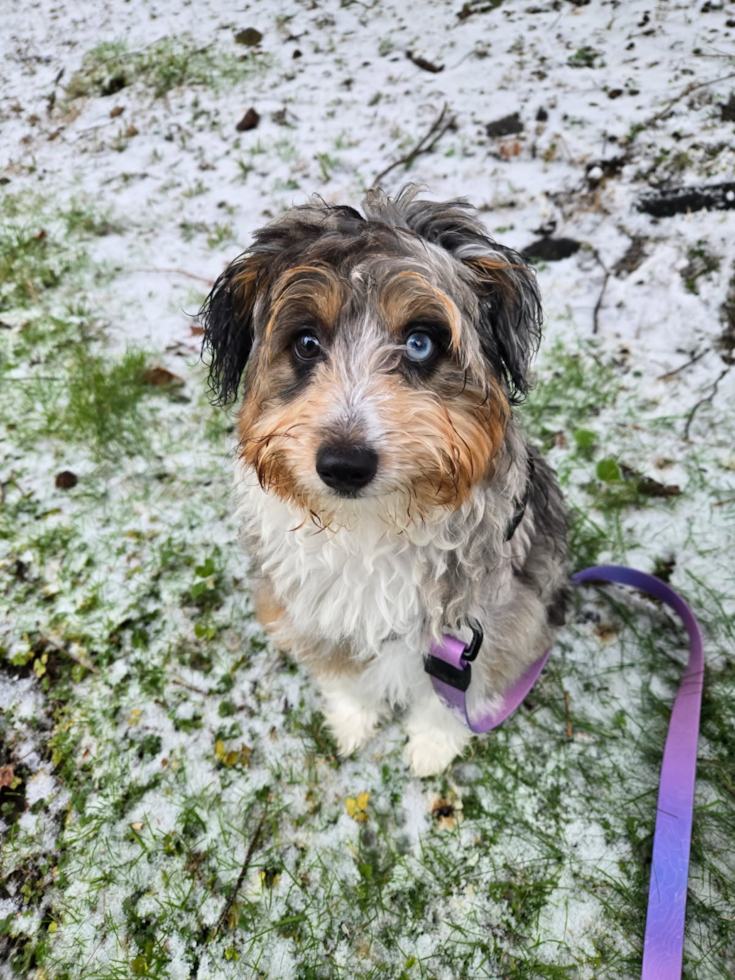 Friendly Mini Aussiedoodle Pup