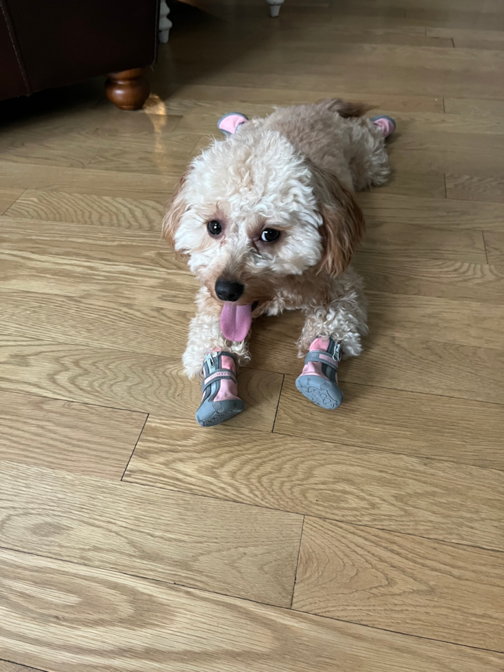 Cute Cavapoo Pup in