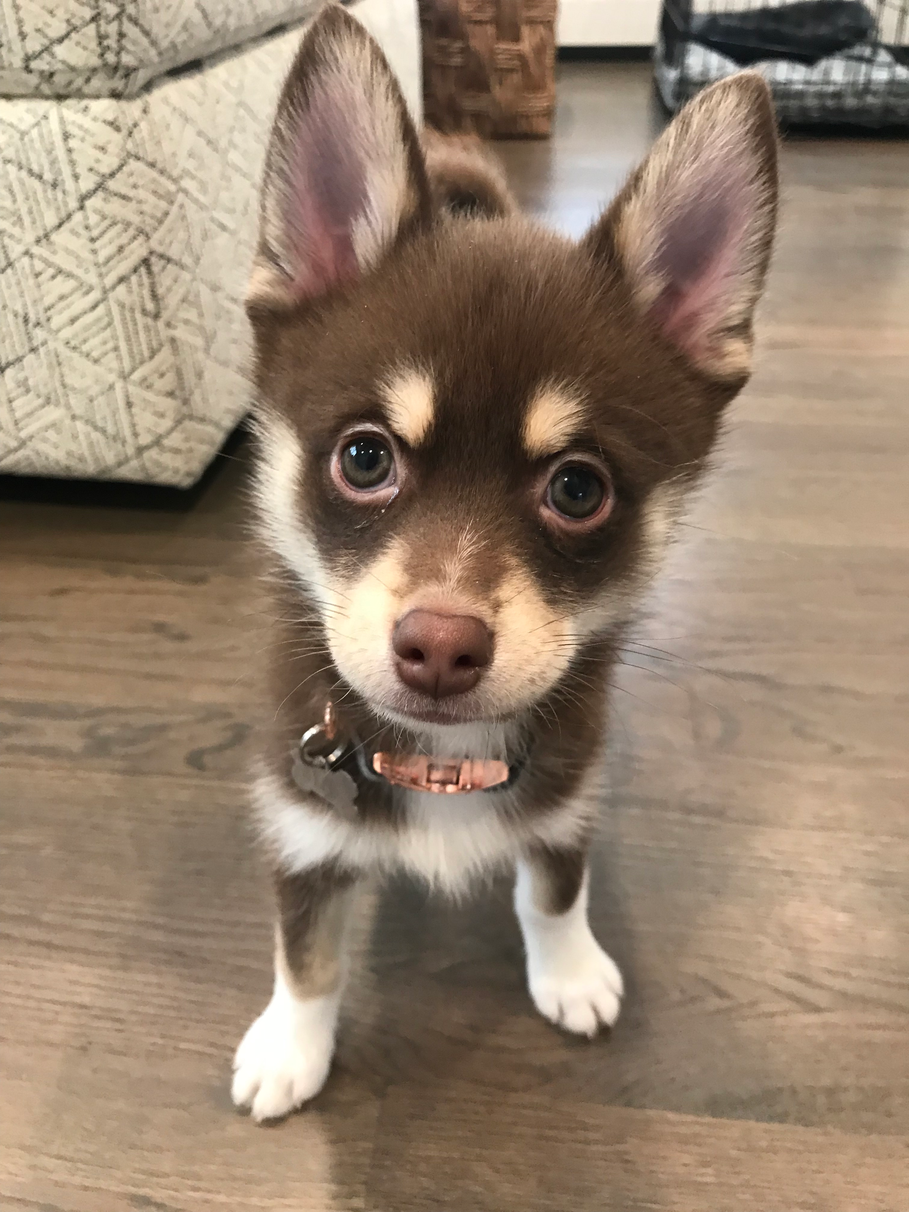 Adorable Mini Husky Designer Puppy