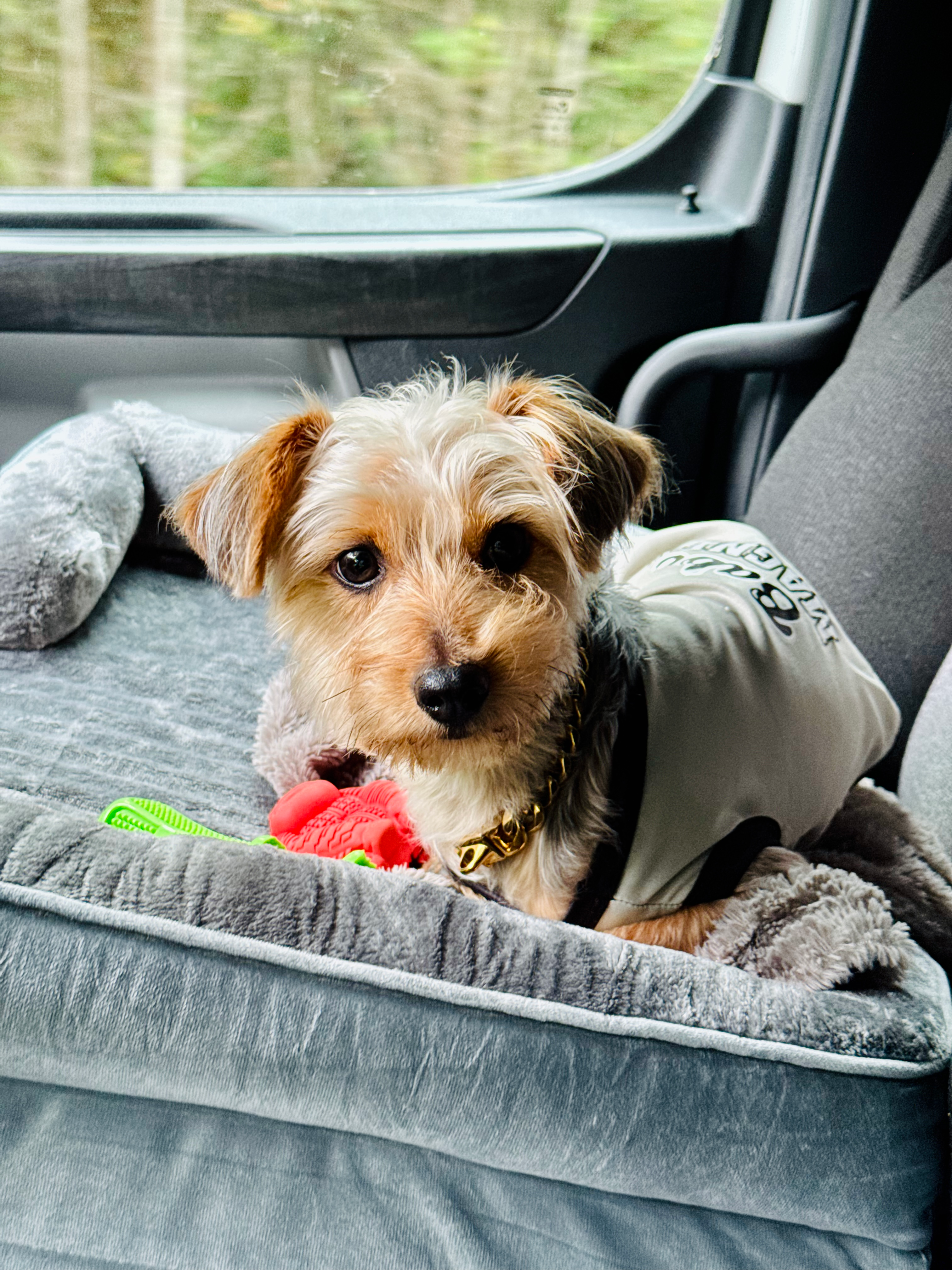 Funny Yorkie Poo Poodle Mix Pup