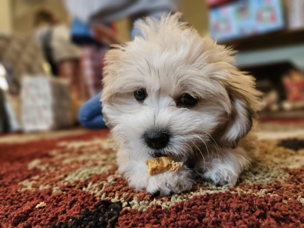 Little Shitzu Designer Pup