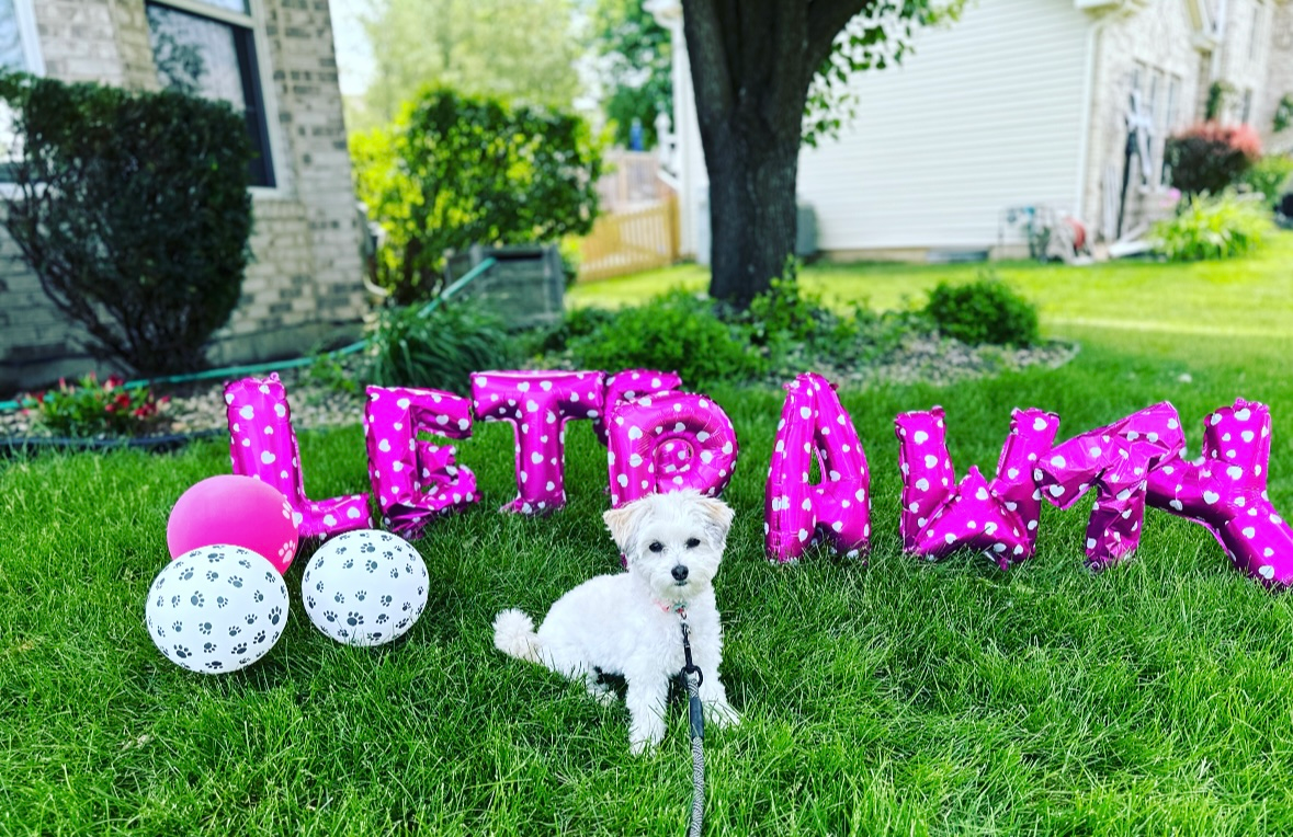 Hypoallergenic Havanese Designer Puppy