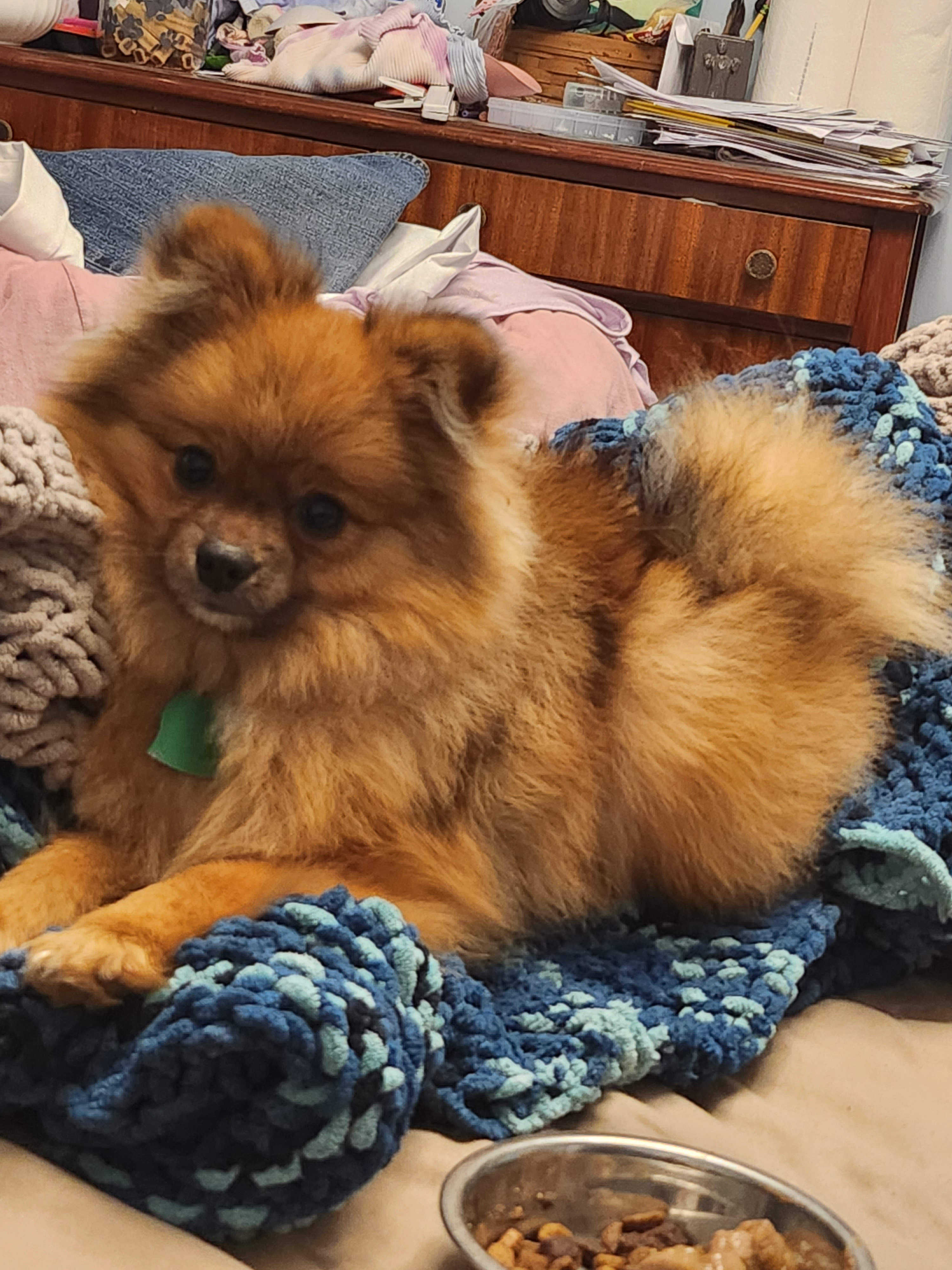 Smart Pomeranian Purebred Puppy