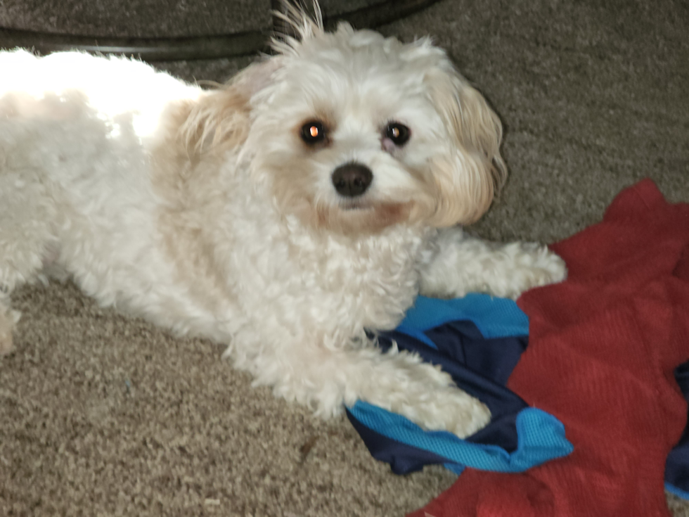Happy Cavachon Pup in Chesapeake VA