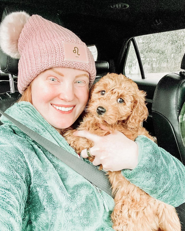 Mini Goldendoodle Being Cute