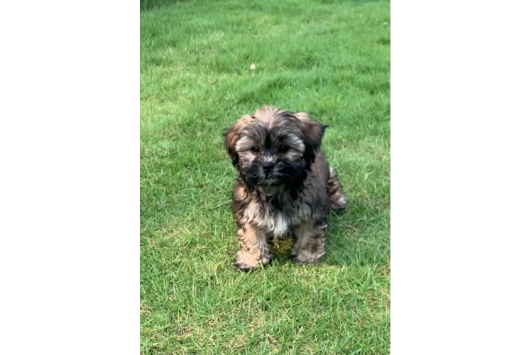 Playful Shi Chon Designer Puppy