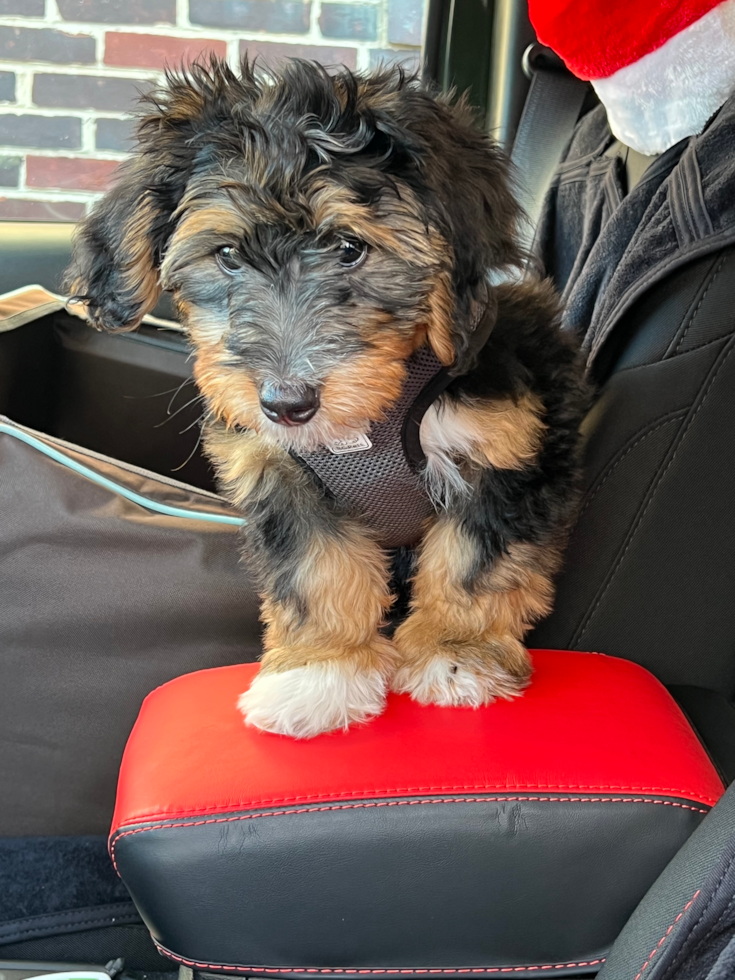 Cute Mini Bernedoodle Pup