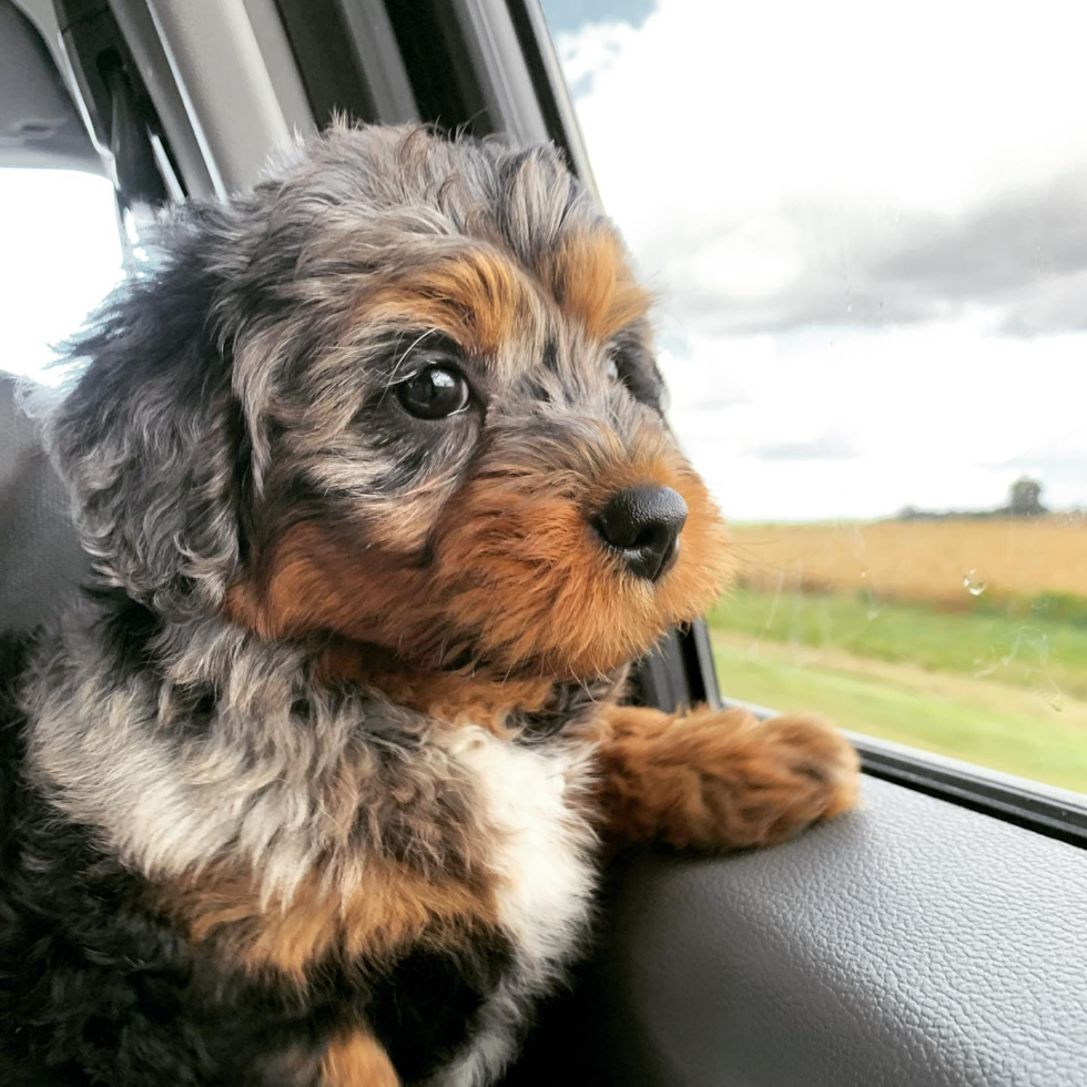 Sweet Mini Bernedoodle Pup