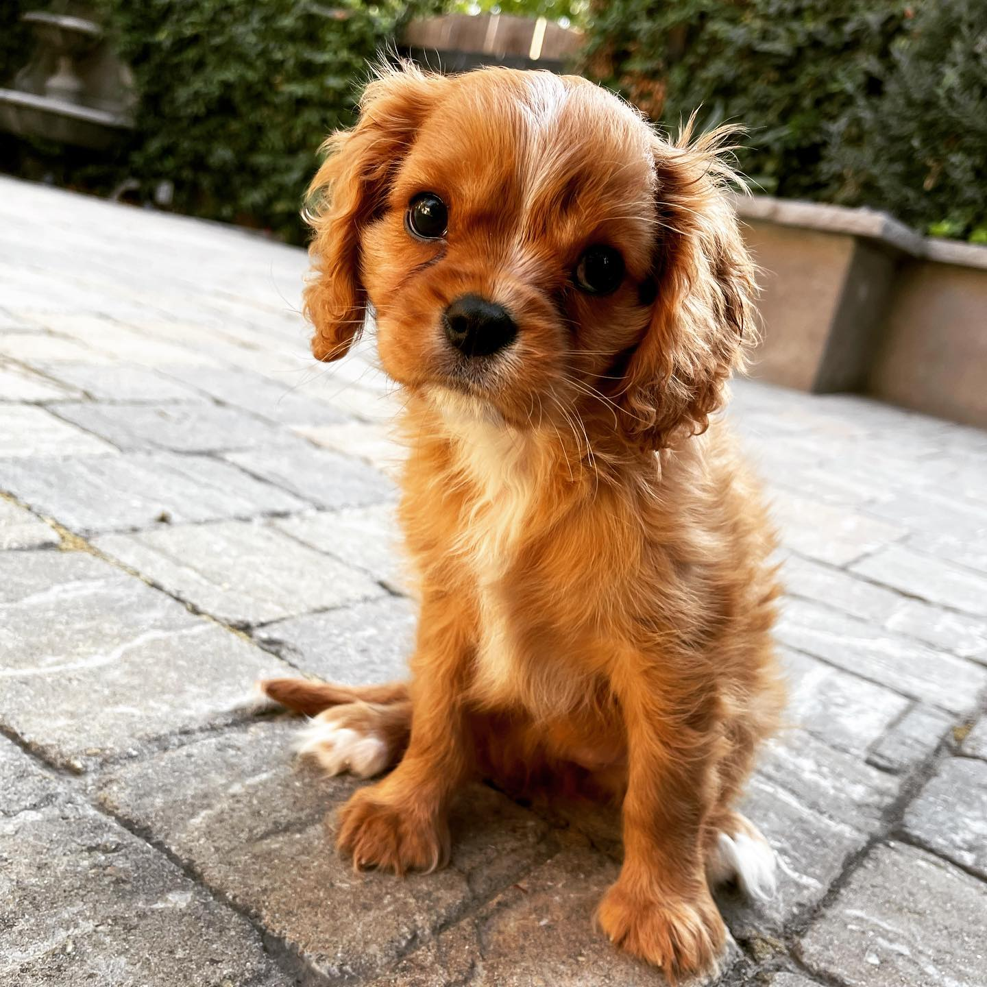 Cavalier King Charles Spaniel Puppy for Adoption