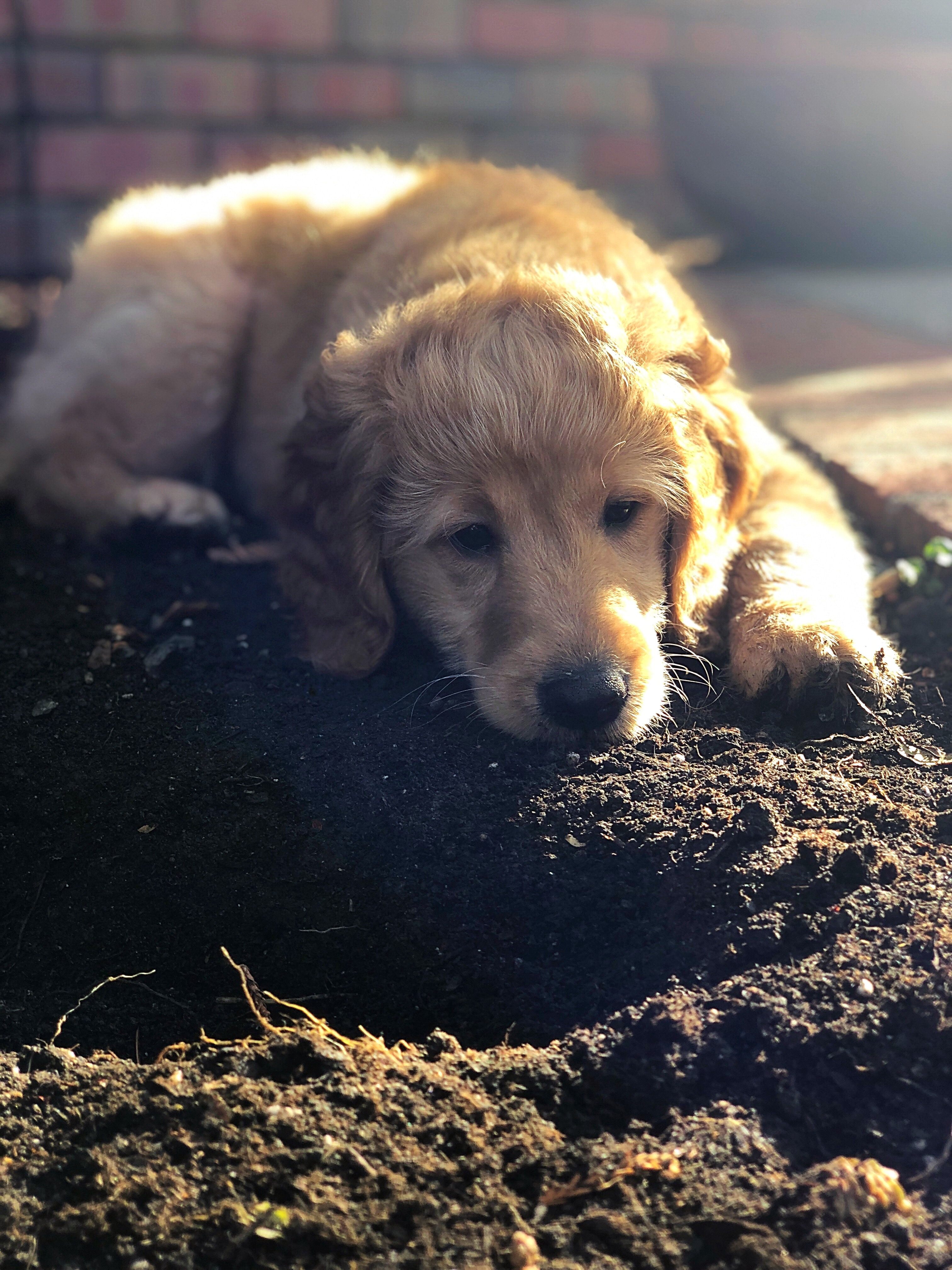 Adorable Golden Retriever Poodle Mix Puppy