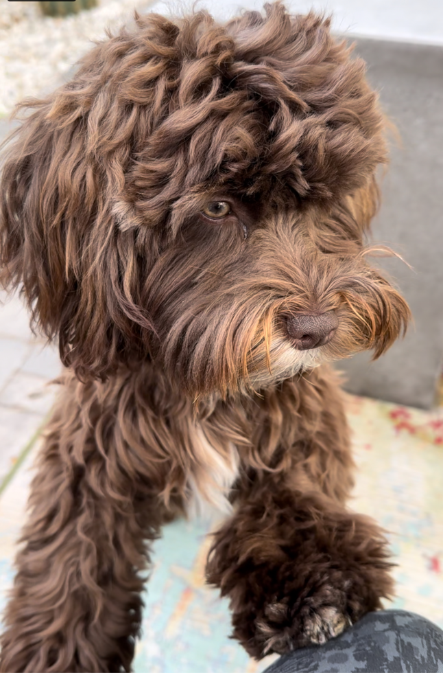 Friendly Havapoo Pup