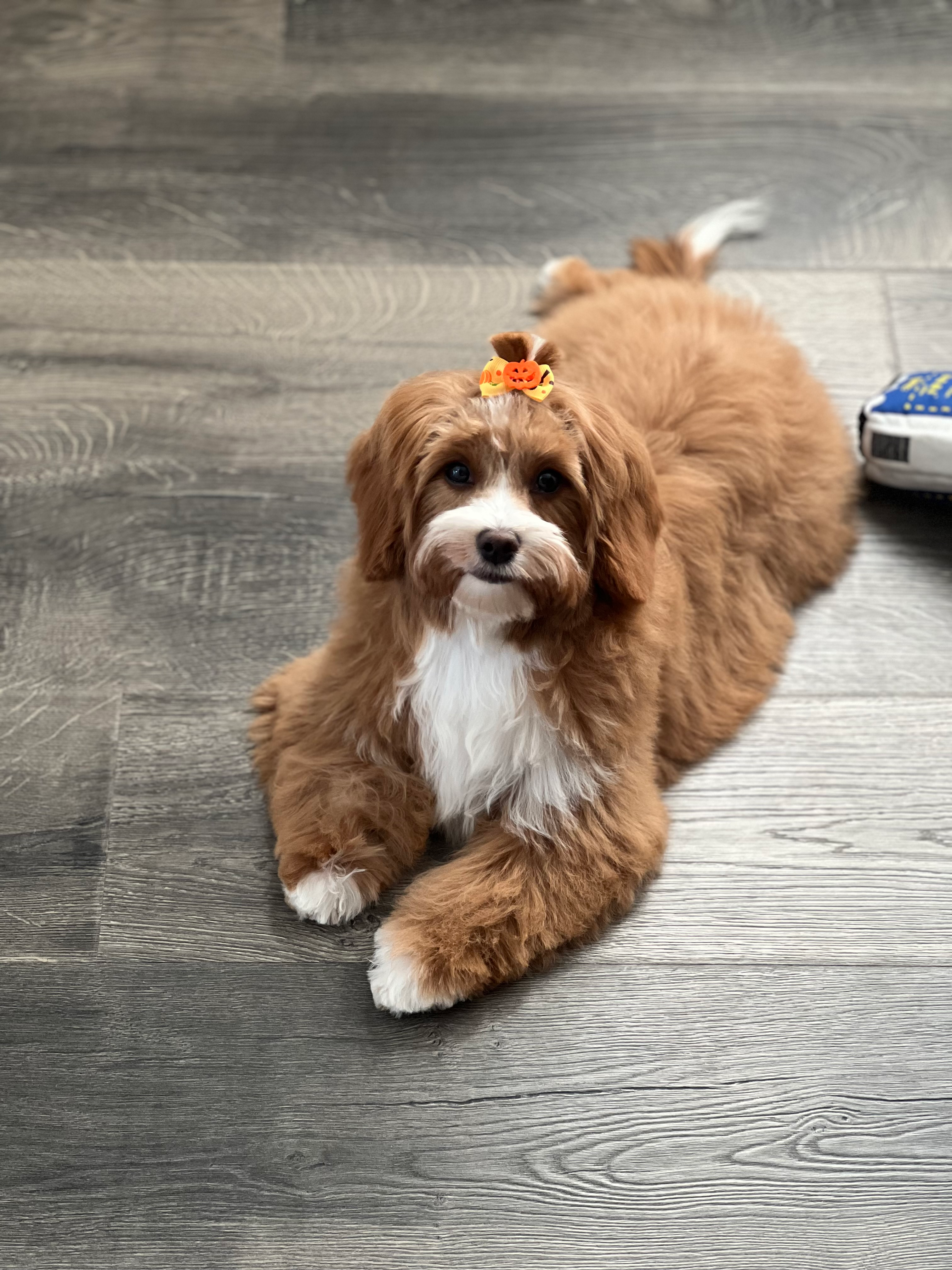 Small Cavapoo Baby