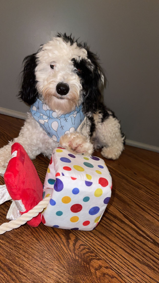Sweet Mini Aussiedoodle Pup