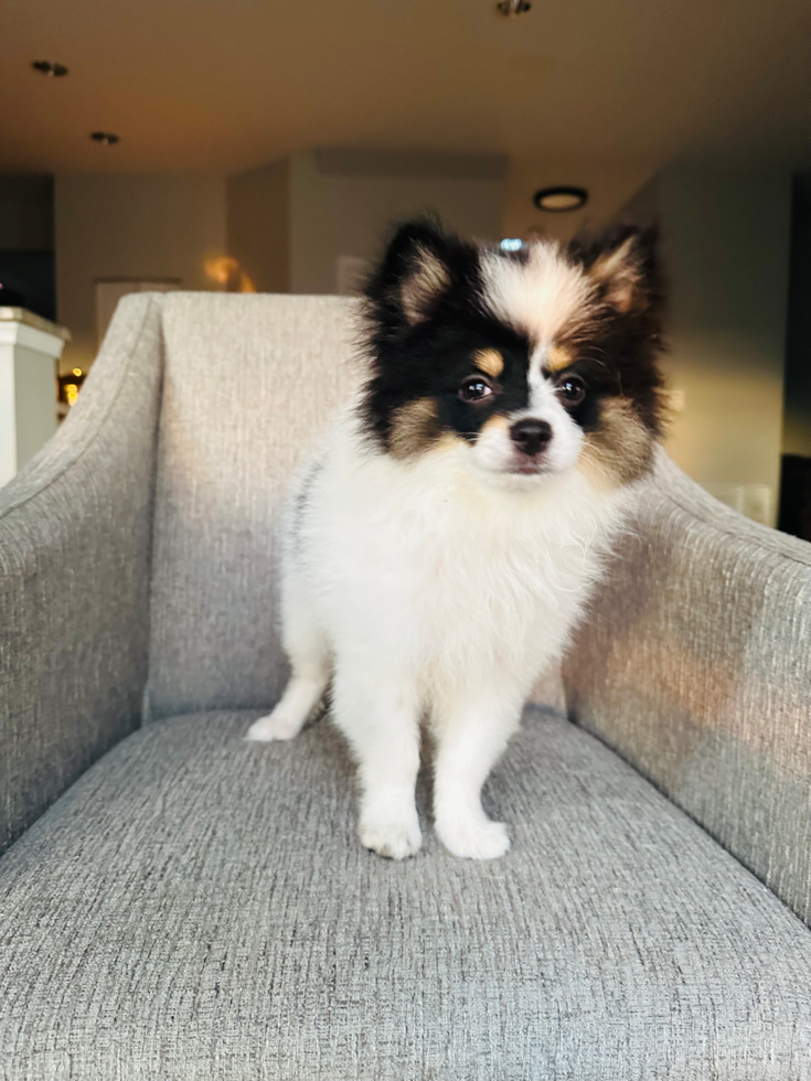 Fluffy Loulou Purebred Pup