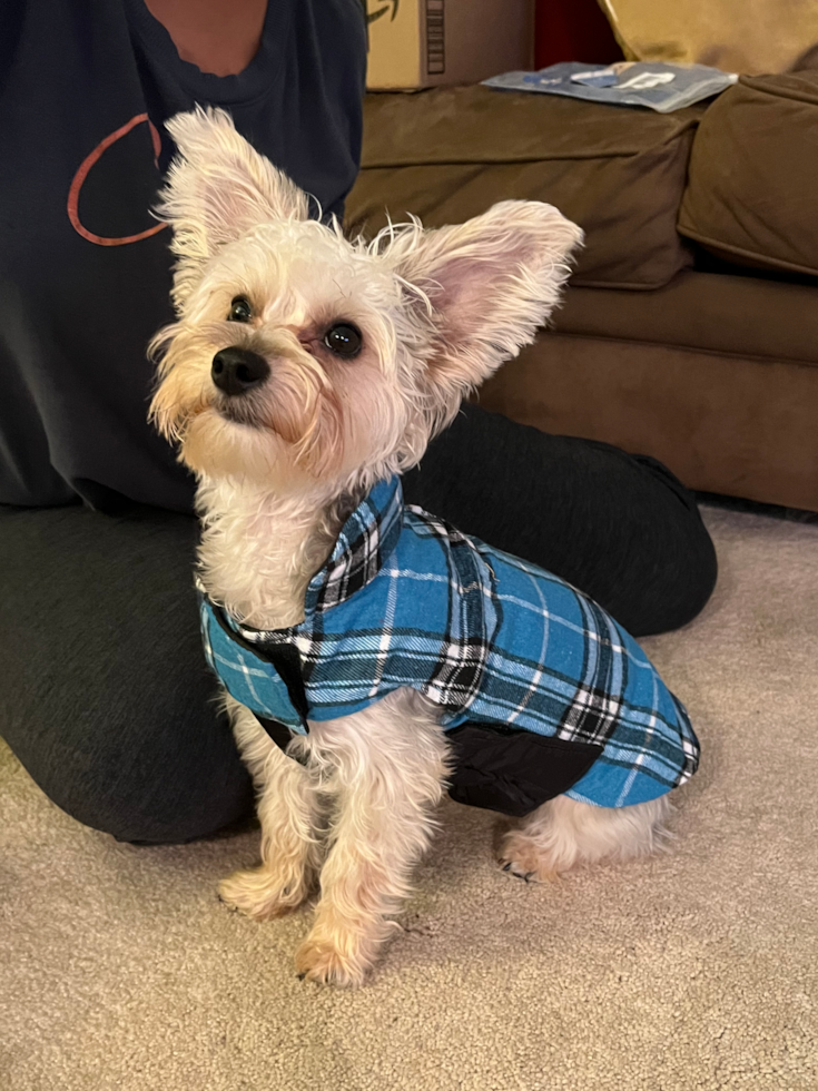 Popular Yorkie Chon Designer Pup