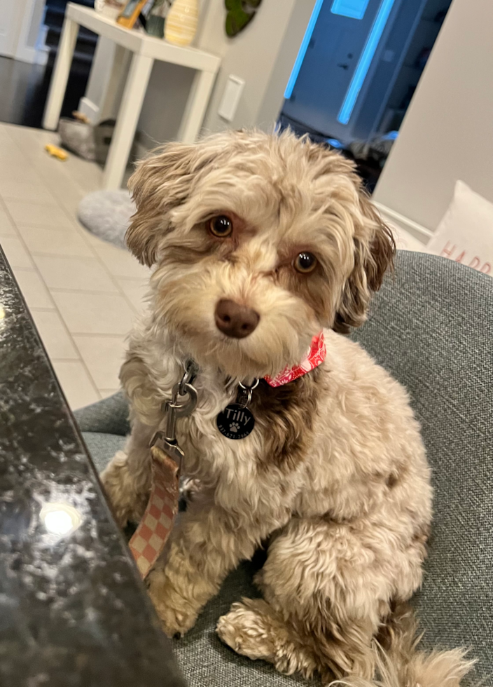 Playful Havanese Poodle Mix Pup