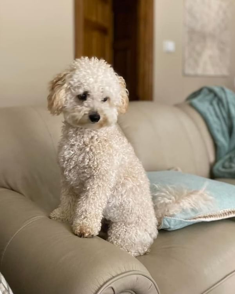 Small Poochon Pup in Lexington KY