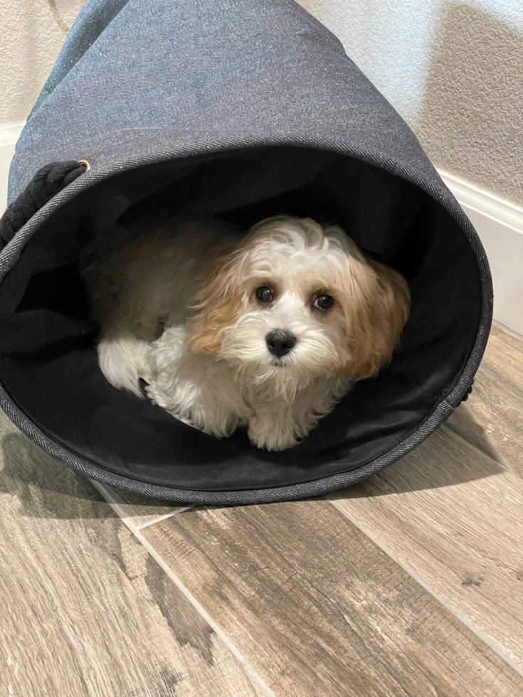 Small Cavachon Pup in Anaheim CA