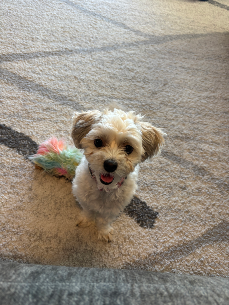 Happy Teddy Bear Pup in