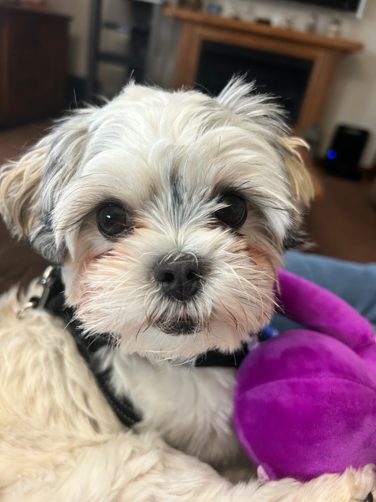 Hypoallergenic Shichon Designer Pup