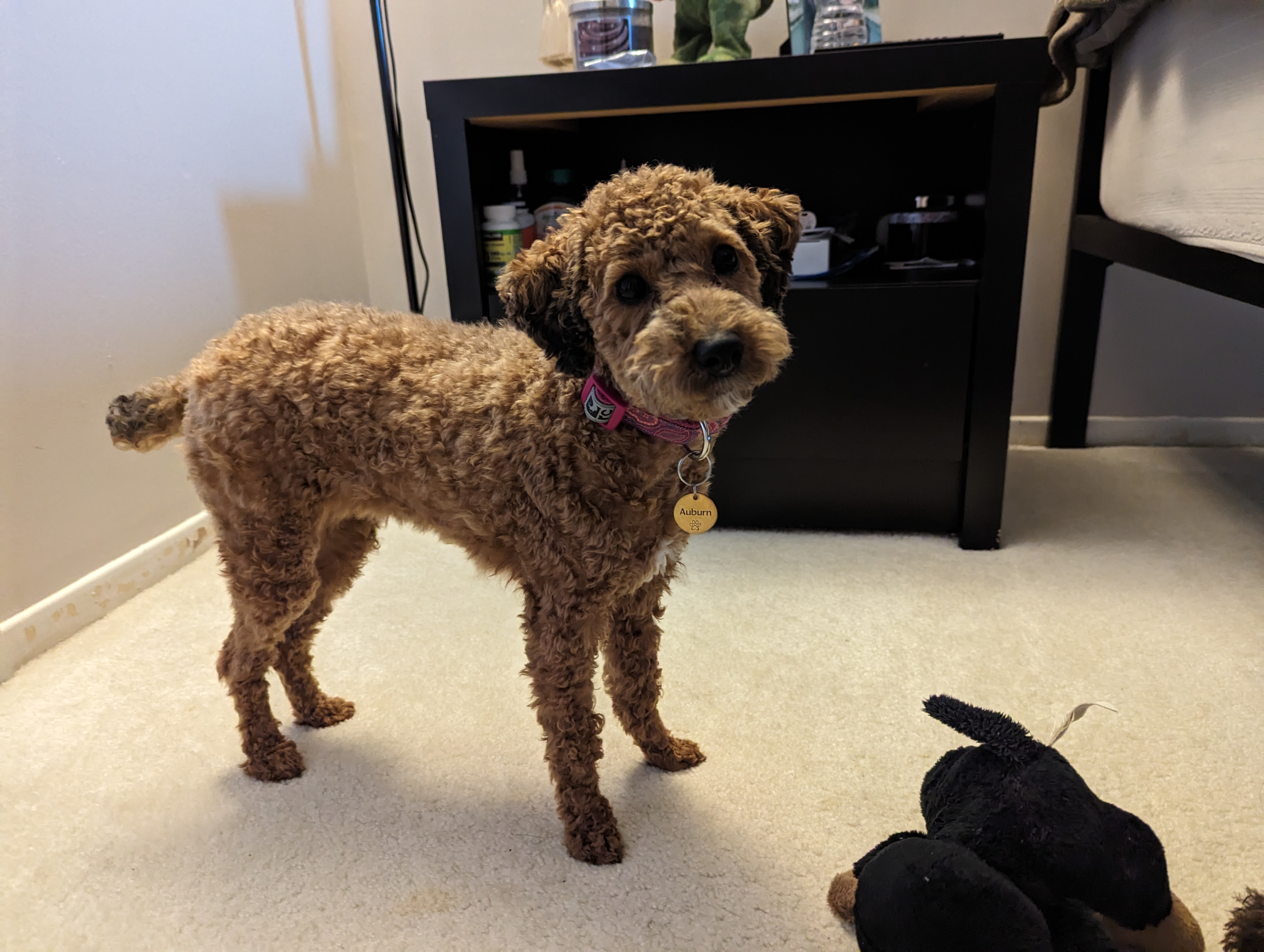 Best Poodle Baby