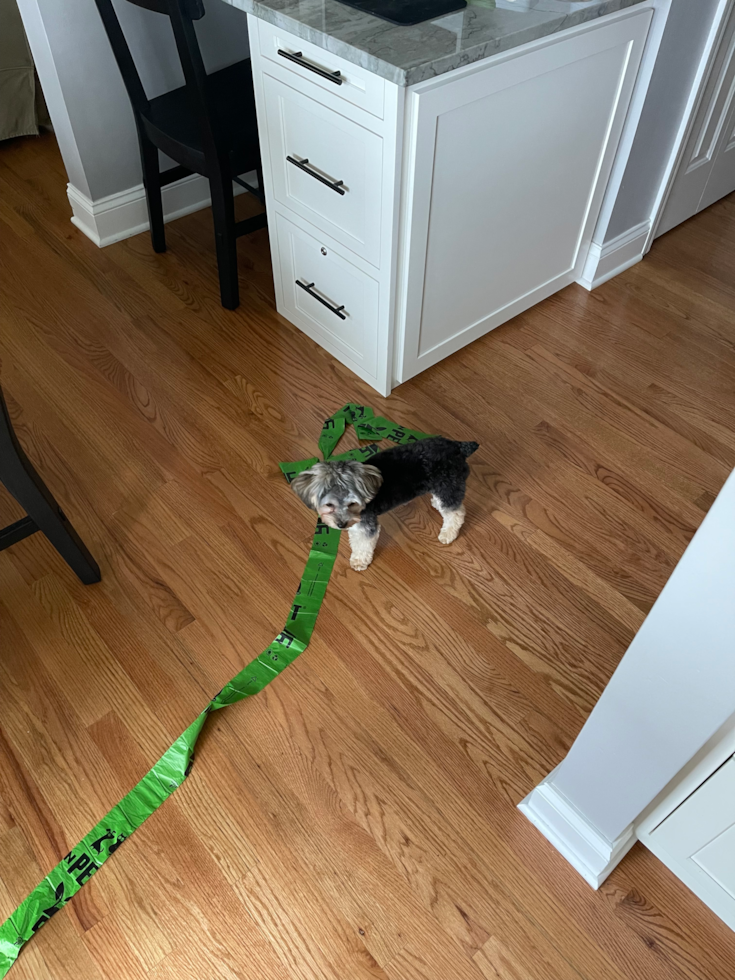 Fluffy Yorkie Chon Designer Pup