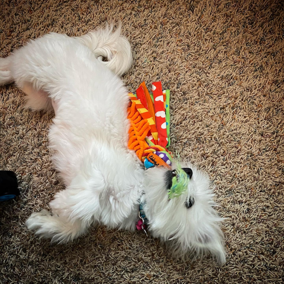 Teddy Bear Being Cute