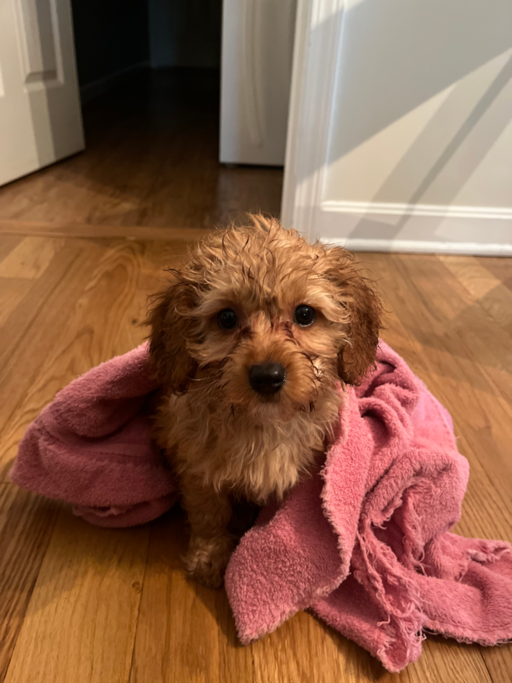 Happy Cavapoo Pup