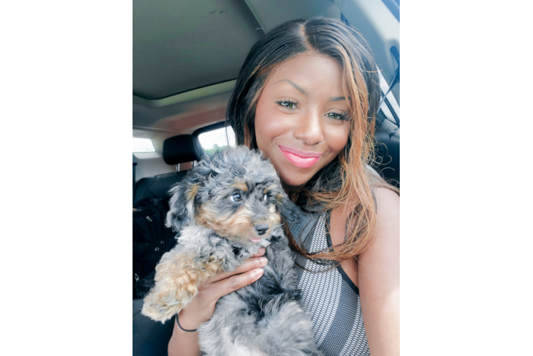 Best Mini Goldendoodle Baby