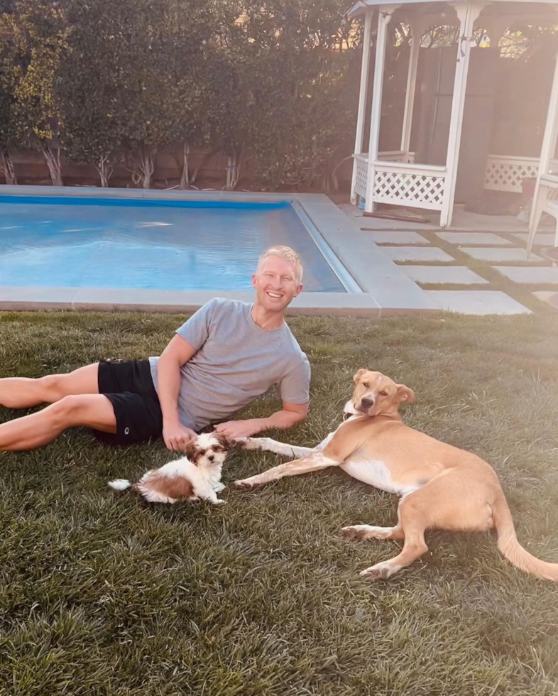 Fluffy Shitzu Purebred Pup