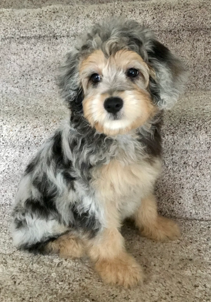 Friendly Mini Aussiedoodle Pup
