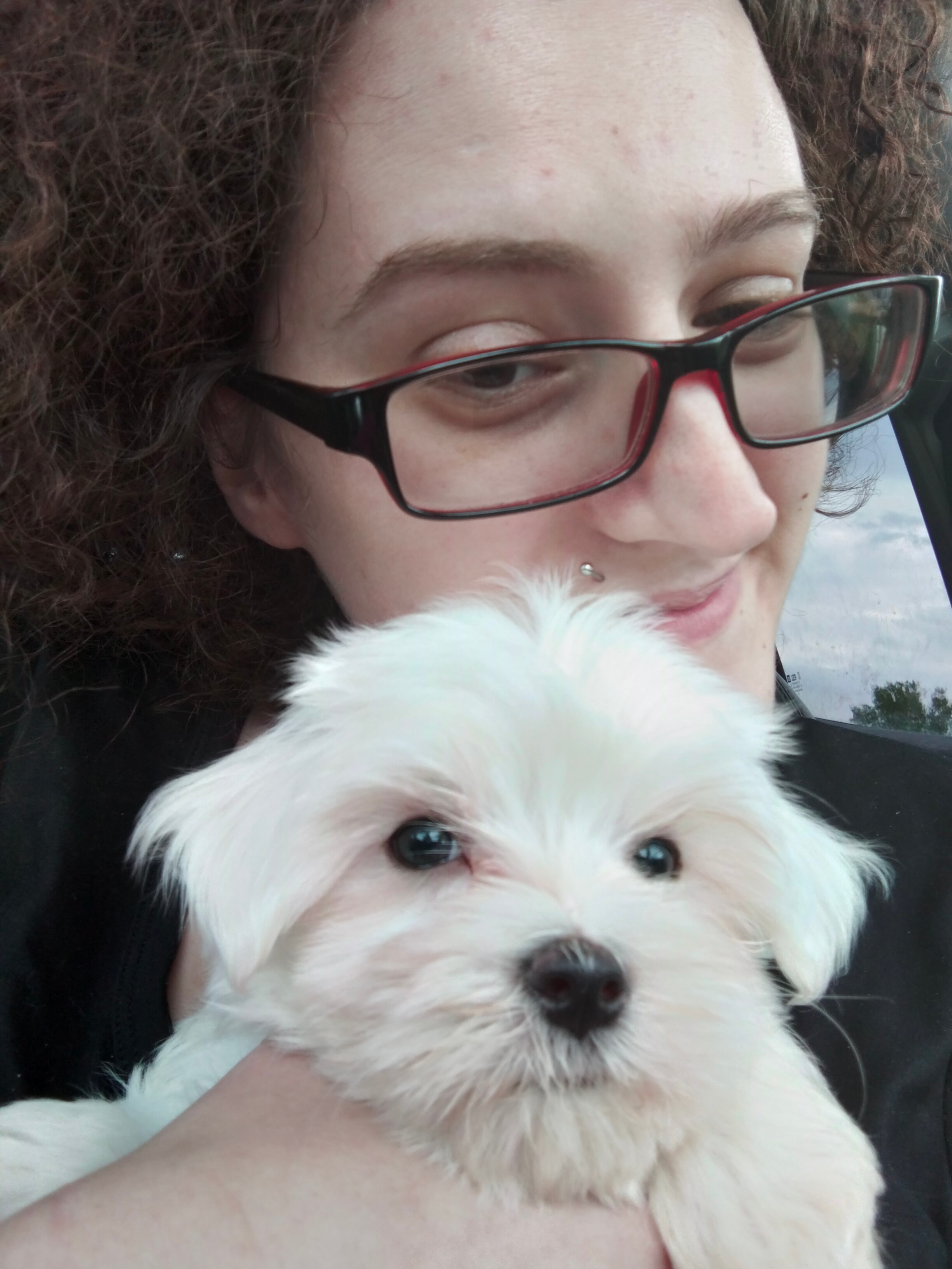 Happy Maltese Purebred Puppy