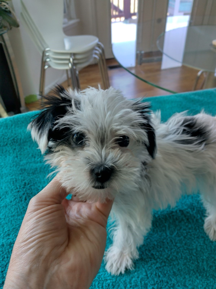 Morkie Pup