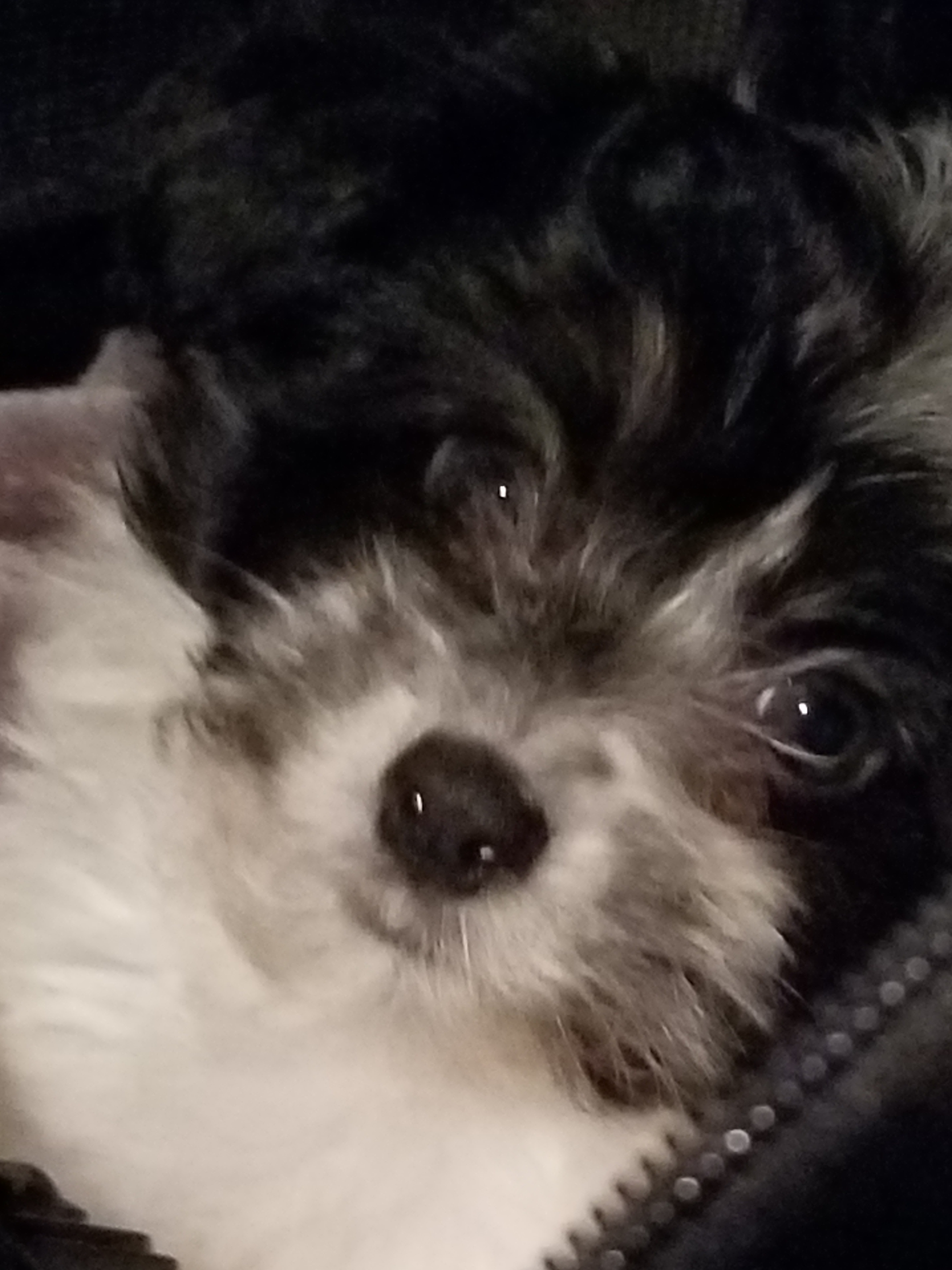 Small Havanese Baby