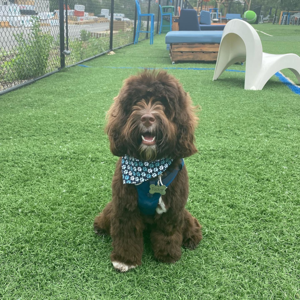 Kansas City Cockapoo Pup