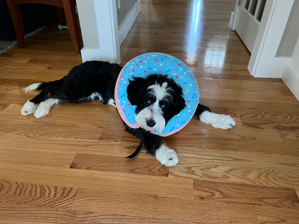 Cute Mini Bernedoodle Pup in