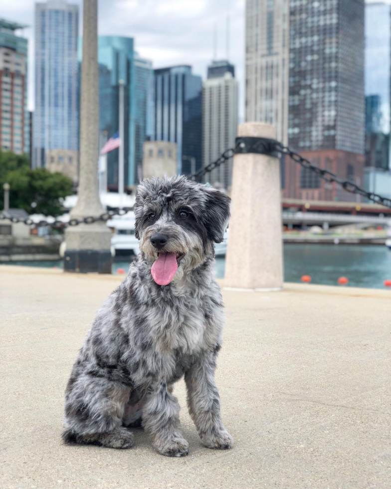 Mini Aussiedoodle Being Cute