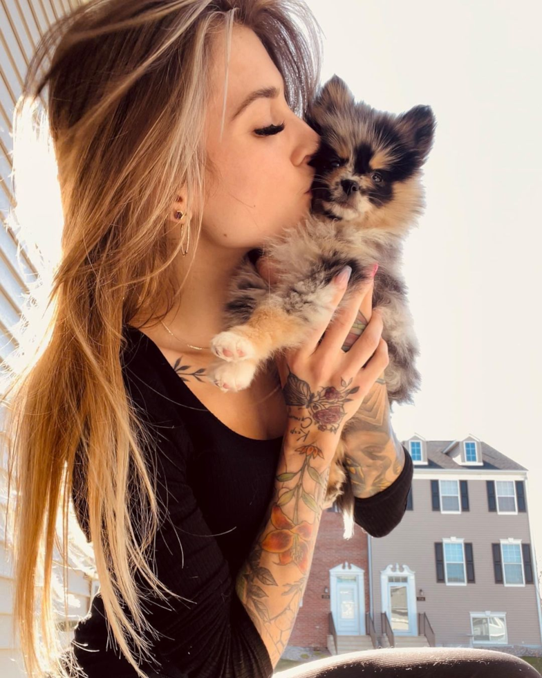 Adorable Mini Husky Designer Pup