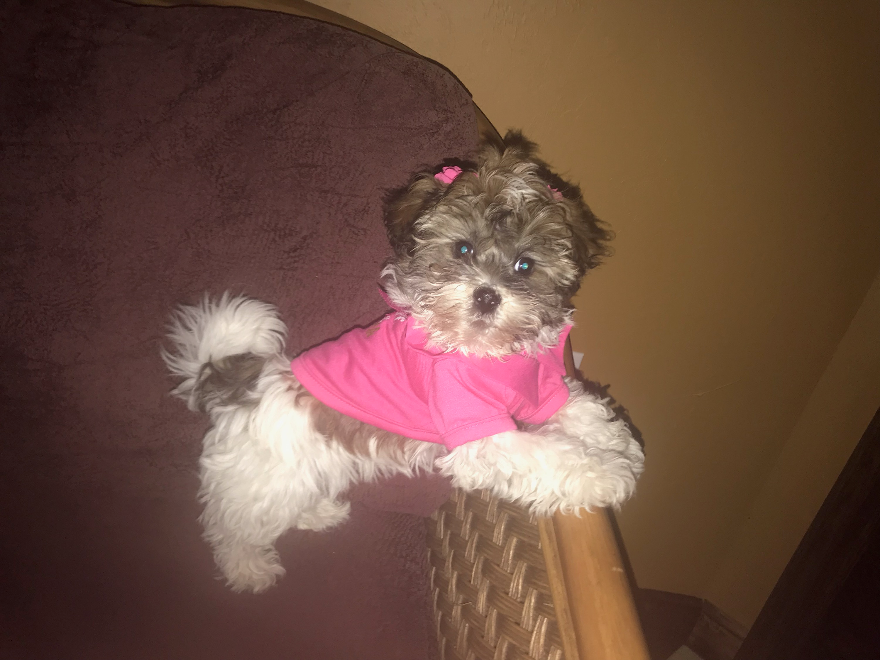 Hypoallergenic Havanese Baby