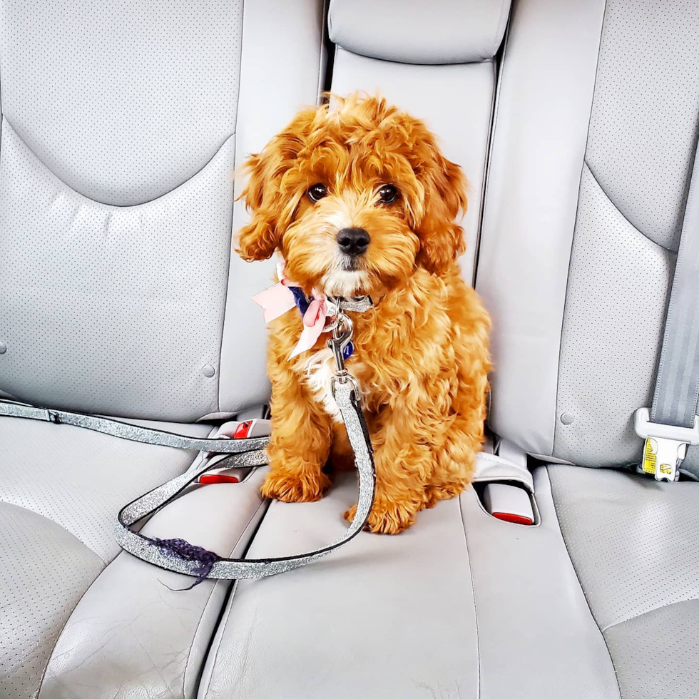 Cute Cavapoo Pup in Saint Louis MO