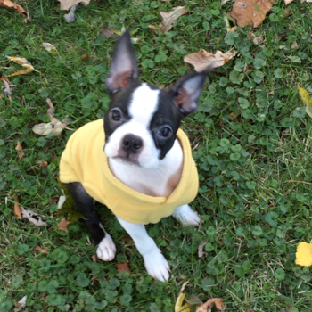 Small Boston Terrier Purebred Pup