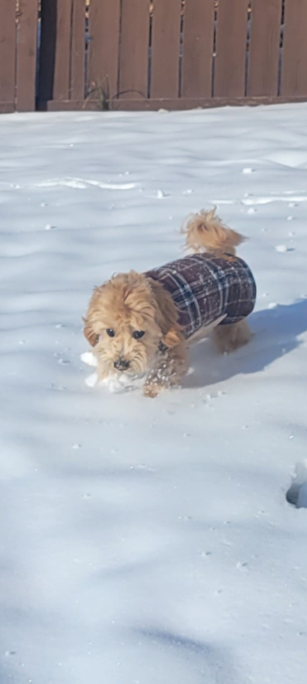 Energetic Maltepoo Poodle Mix Pup