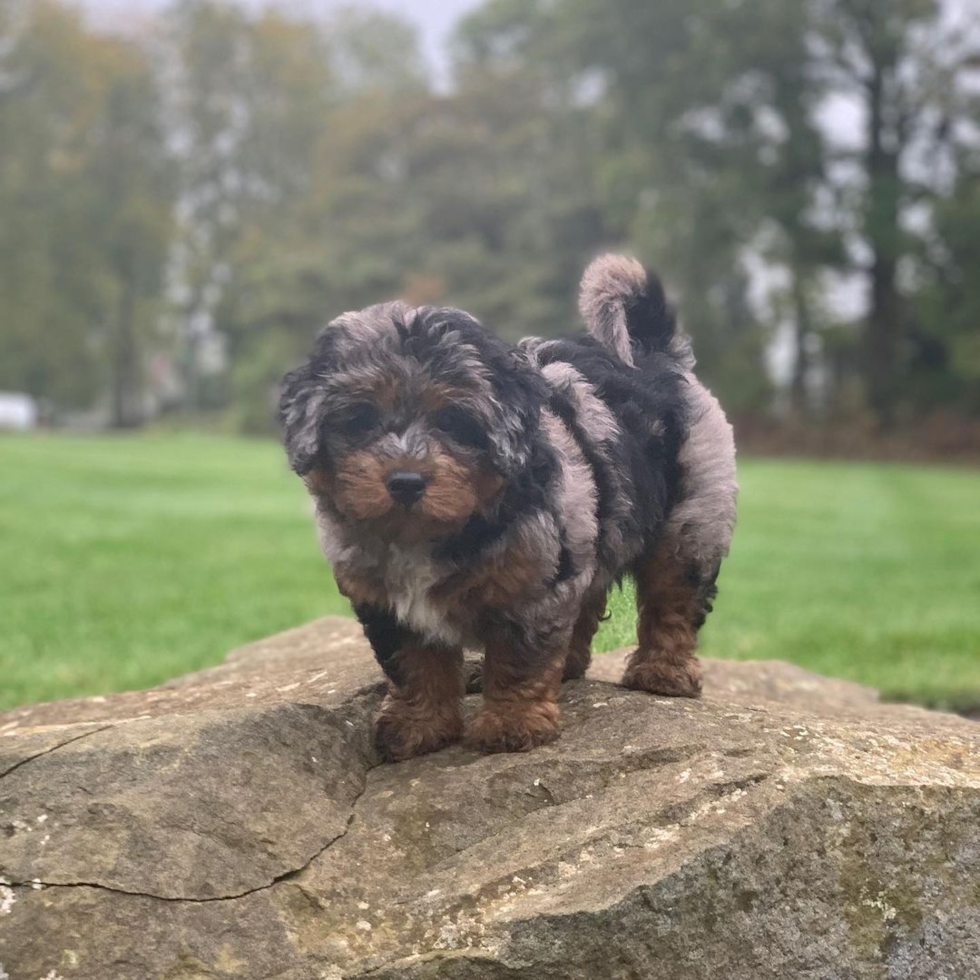 Popular Mini Bernedoodle Poodle Mix Pup