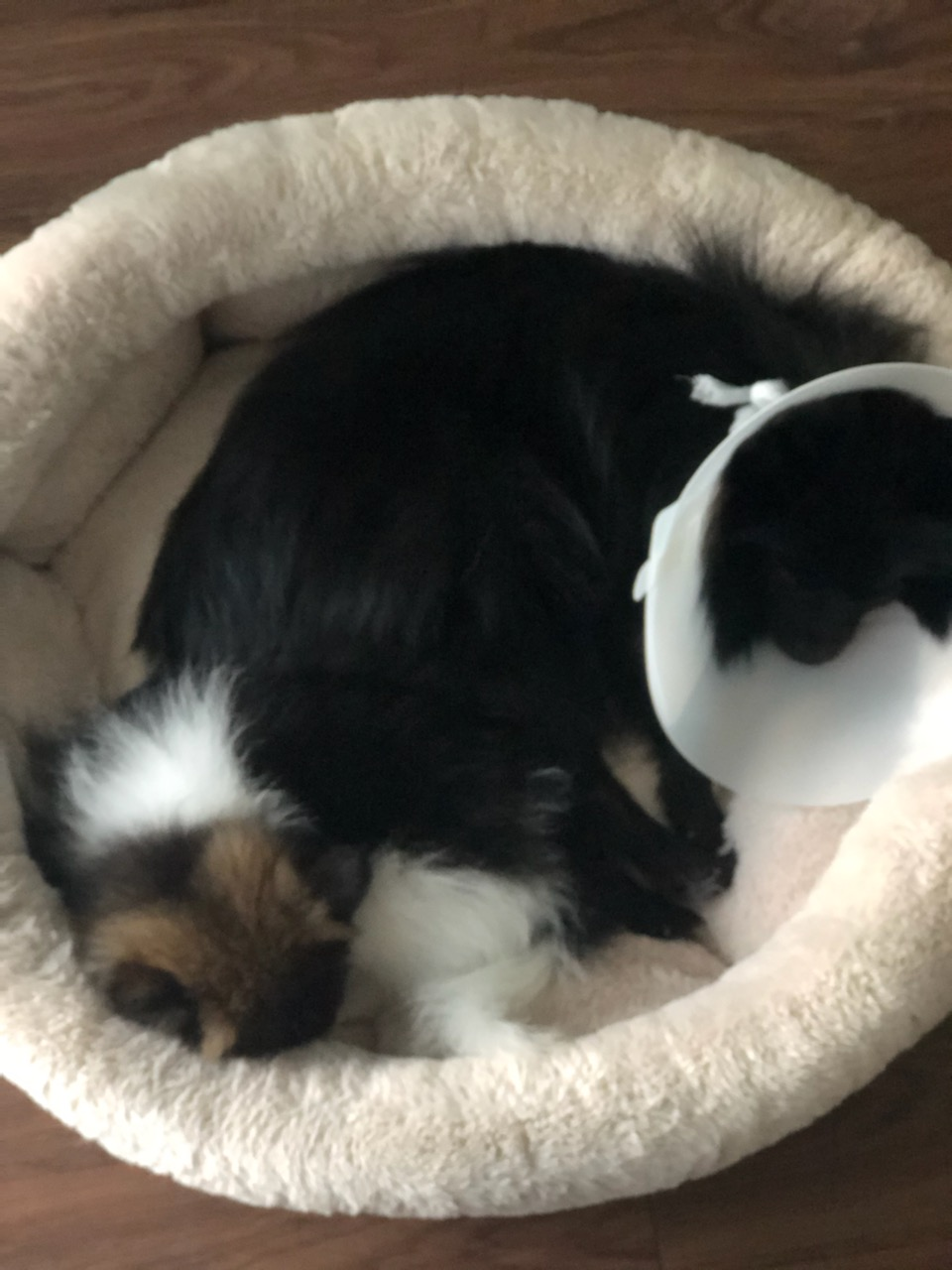 Pomeranian Puppy for Adoption
