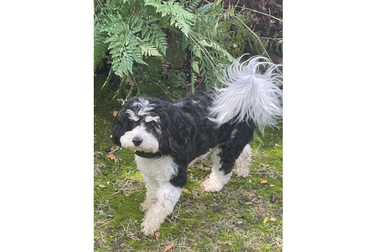 Adorable Cavalier Designer Puppy