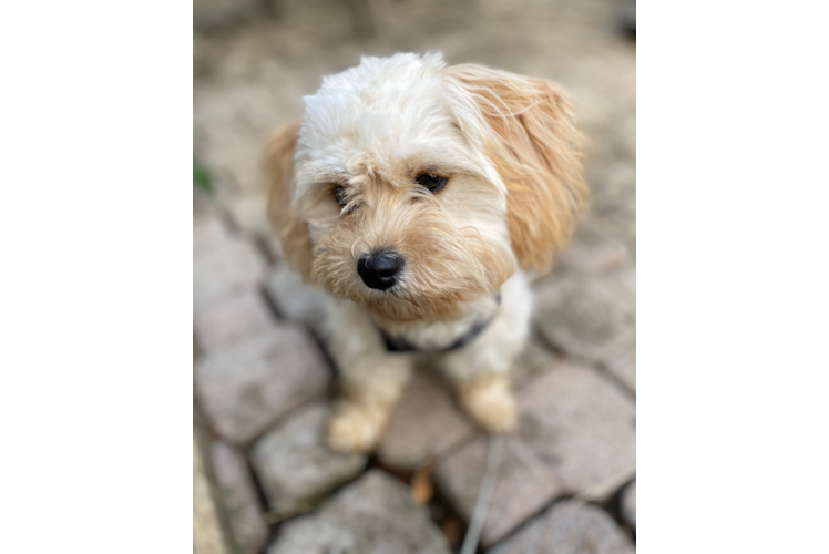 Cavachon Pup Being Cute