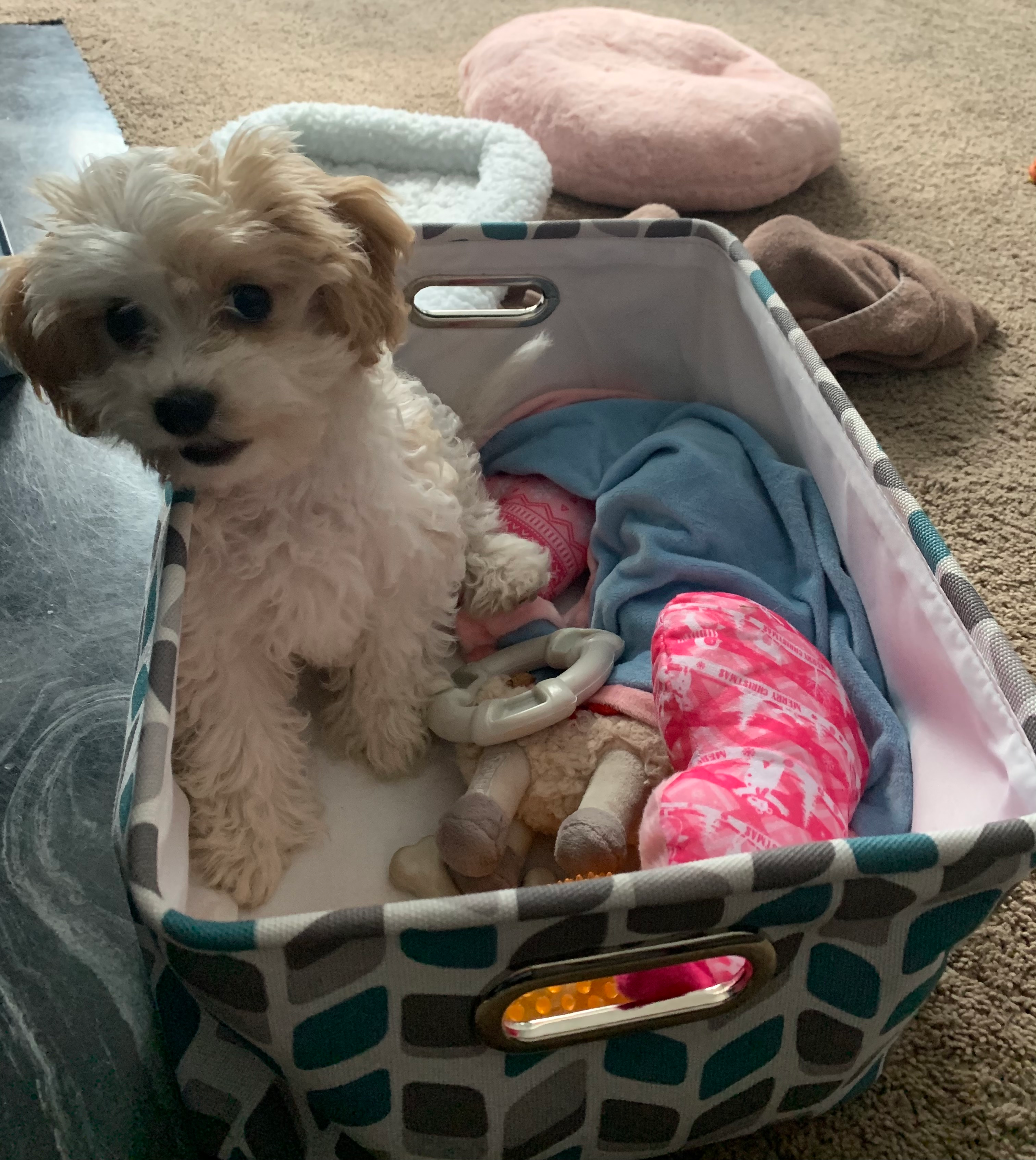Friendly Cavachon Baby